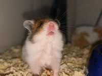 Birbirinden güzel hamster minikler