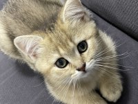 Orjinal british shorthair