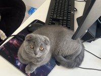 Tuvalet Eğitimli 2 Aylık İnanılmaz Tatlı Scottish Fold
