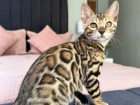 Show Class Bengal Kedisi Dişi 3 Aylık