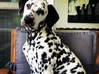 Anne altından dalmaçyalı (dalmatian) yavrular