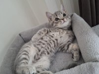 British Shorthair 3 Aylık Kedimiz