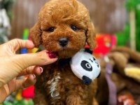 Tarçınlı kurabiye maltipoo