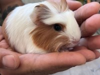 1 Aylık Guinea Pig Yavrular