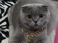 Scottish fold kızımız sahiplendirilecektir