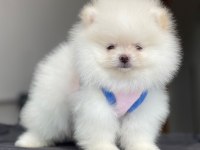 TEACUP POMERANIAN BOO
