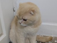 Paşa evladımız 1.5 yaşında scottish fold