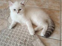 KALİTELİ ANNE VE BABADAN SAFKAN DİŞİ BRİTİSH YAVRULAR