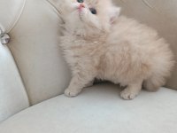 British longhair dişi yavrumuz