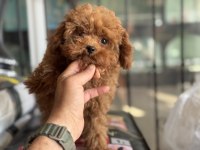 4 aylık 700 gr tea cup kore poodle ziyarete açık