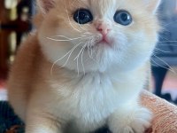 Saf Kan Golden British Shorthair Yavruları (Wcf kayıtlı)