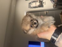 Pomeranian Köpeğimiz