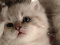 2 aylık british shorthair erkek yavru