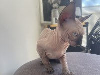 Sphynx yavru