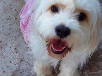 ÜCRETSİZ 3 YAŞINDA KÖPEĞİMİZ