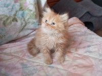 Golden british longhair erkek yavru