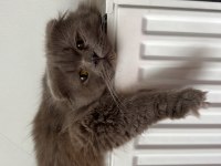 Scottish fold ömürlük aile olacak kişi sahiplensin lütfen