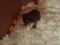 YENİ YAVRU İRAN KEDİSİ BEBEKLER