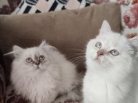 2 Aylık British Longhair Ve Shorthair Dişi Yavrular