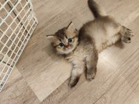 Scottish fold yavrularımızı sahiplendiriyoruz