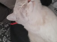British shorthair oğlum Leon 1.5 yaşında Kısır aşıları tam