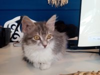 Küçük sevimli british shorthair yavrumuza yuva arıyoruz