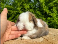 HOLLANDA LOP VE TEDDY LOP YAVRULAR