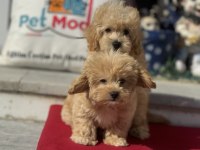 Aşılı pasaportlu wc eğitimli maltipoo yavrularımız