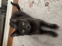 2 yaşında russian blue