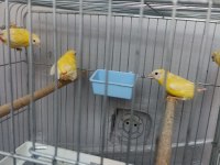 Cinnemon mavi yüz parrot lar