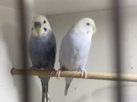 Renk güzeli sağlam takım muhabbet kuşu isteyene