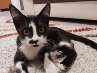 KEDİYE ÇOK ACİL ÖMÜRLÜK YUVA ARANIYOR