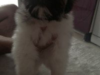 Shih-tzu yavrularımız