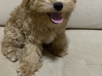 Ev ortamında güzel maltipoo yavru