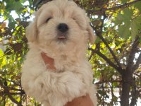 Üst düzey maltipoo yavrularımız sizleri bekliyor