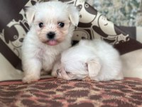 Maltese Terrier Yavrular