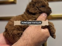 RED TOY POODLE