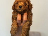 Dark Red Brown Toy Poodle Kızımız