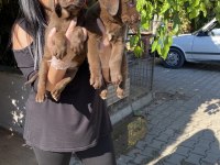 Çikolata labrador yavrularım