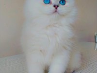 Minik yavrumu sahiplendirmek istiyoruz.