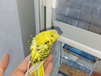 Çift japones ve jumbo muhabbet kuşları