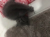 British shorthair yavrularımız yuvalarını arıyor