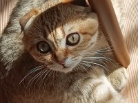 YURT DIŞINA ÇIKCAM ACİL KEDİMİZ
