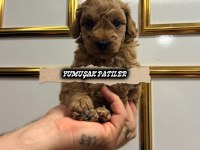 Orijinal Toy Poodle