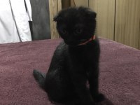 Yavru scottish fold