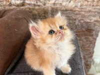 British Longhair Kedisi