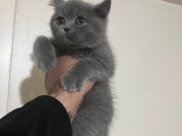 British Shorthair Erkek Yavru