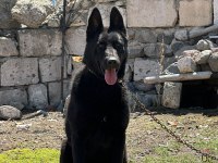 A+ kalite belçika kurdu yavruları