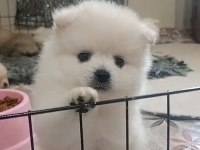 Pomeranian Dişi Erkek