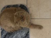 Dünyalar tatlısı iran kedisi Poffy